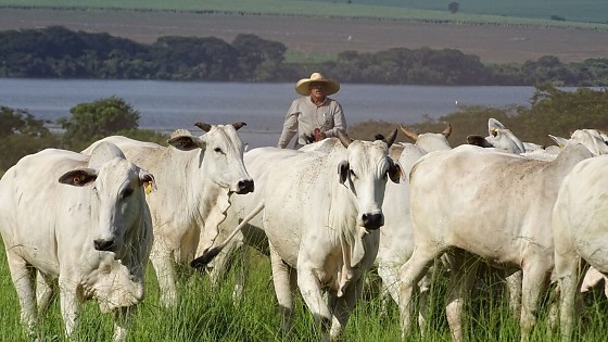 Pecuaria-brasileira-1200x676.jpg