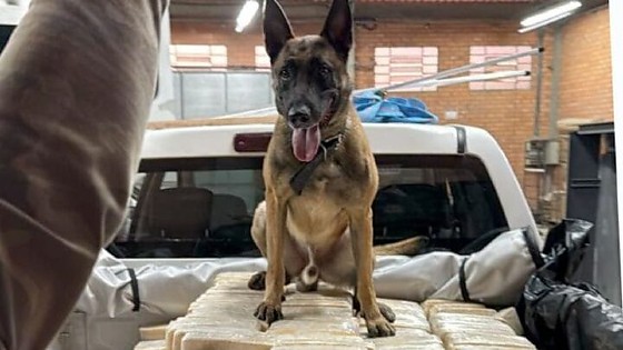 O-cachorro-que-derrubou-um-imperio-de-cocaina-em-Blumenau-720x405.jpg