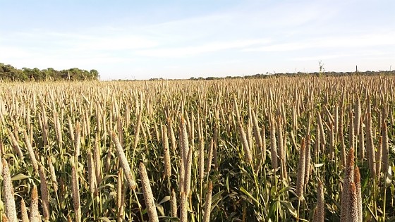 milheto granifero.jpg