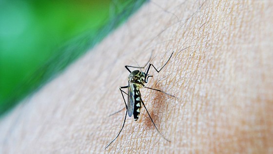 MOSQUITO SEM DENGUE.jpg