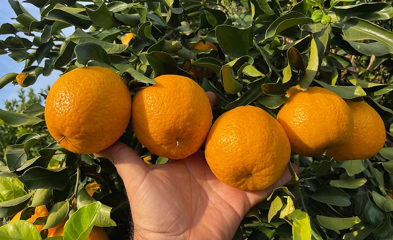 Safra de Laranja do Cinturão Citrícola de SP e Triângulo Mineiro Cai 3,9%