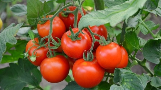 TOMATES 16.jpg