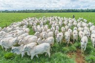 12,35 milhões de toneladas