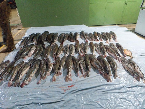 PESCADO POXORÉU.jpg