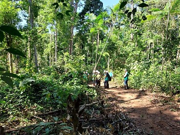 Florestas de MT movimentaram R$ 1,6 bilhão em 2024 e revelam potencial de expansão da silvicultura
