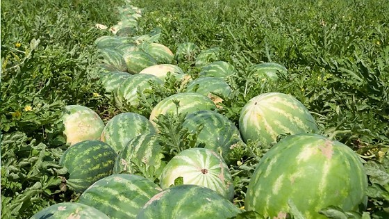 Melancia 13.jpg