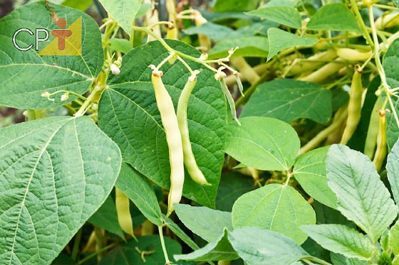 cultivo-caseiro-feijao-organico-cursos-cpt.jpg