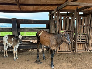 Seaf leva tecnologia genética ao agricultor familiar e muda a realidade no campo