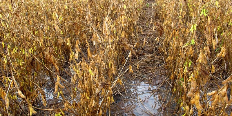 CPTEC prevê chuvas durante a semana inteira em primavera do Leste