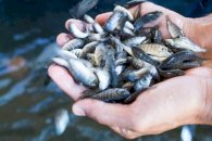 Parcerias e cursos do IFMT