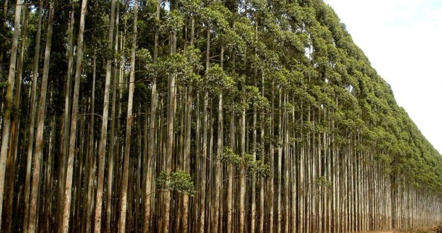Demanda agroindustrial expande produção de eucalipto em Primavera do Leste