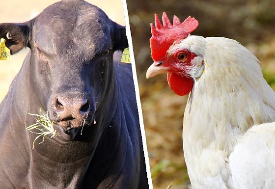 Cáceres se destaca e integra o top 5 dos municípios com maior rebanho bovino do país