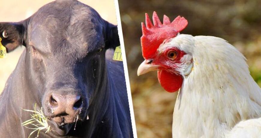 Cáceres se destaca e integra o top 5 dos municípios com maior rebanho bovino do país