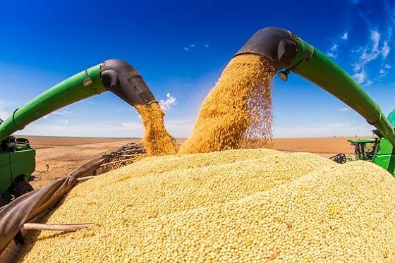 soja colheita 20.jpg