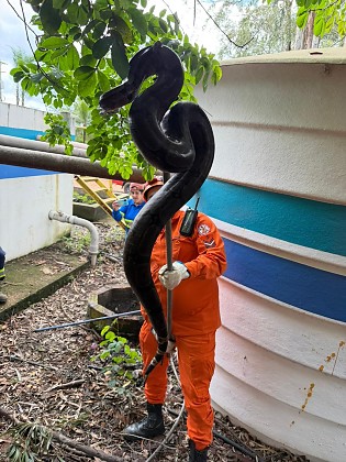 Bombeiros resgatam jibóia de grande porte em estação de tratamento no Jardim Riva