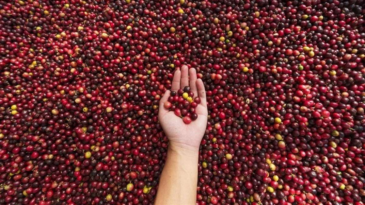 Clima seco acelera colheita de café, mas ritmo ainda preocupa