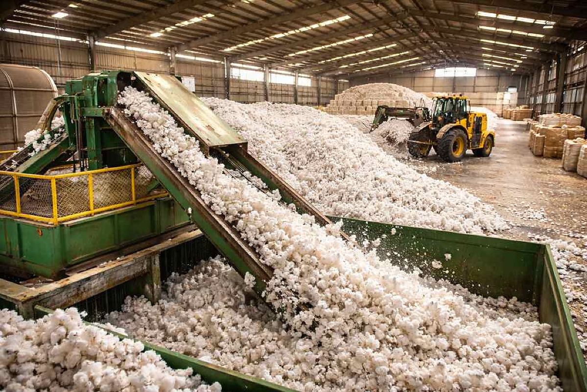 Processamento de algodão chega a 80% em Mato Grosso e plantio da soja avança